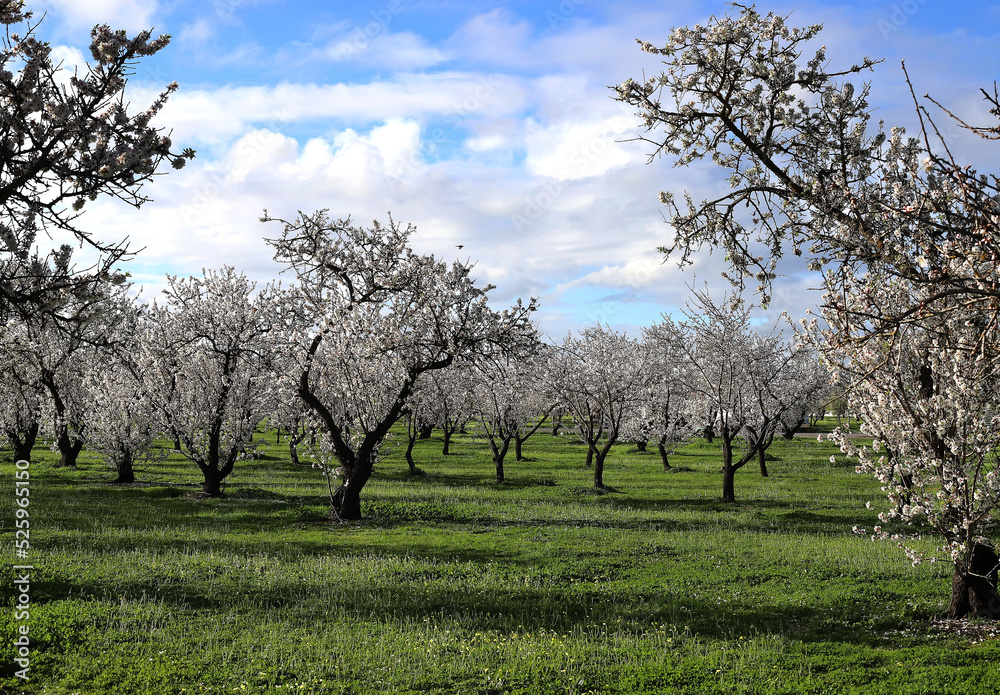 Scenic view of blossoming almond trees in countryside with blue sky and cloudscape background Scenic view of blossoming almond trees in countryside with blue sky and cloudscape background