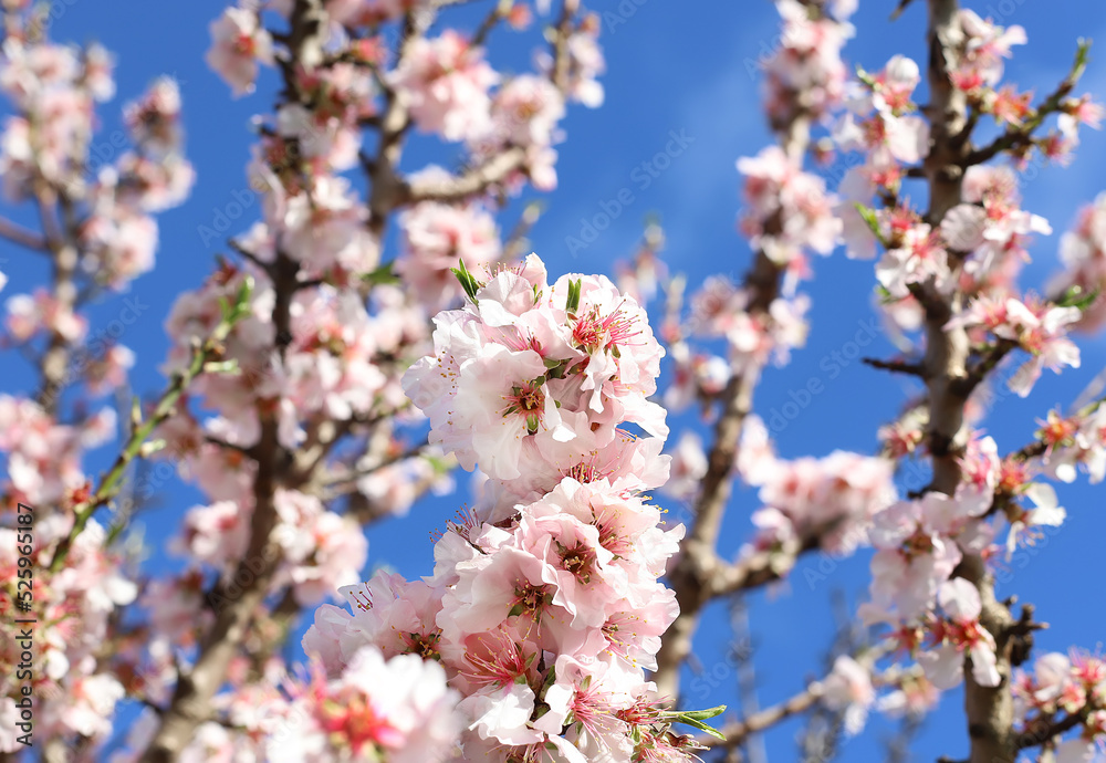 Almond tree branch with pink flowers against blue sky, close up Almond tree branch with pink flowers against blue sky, close up