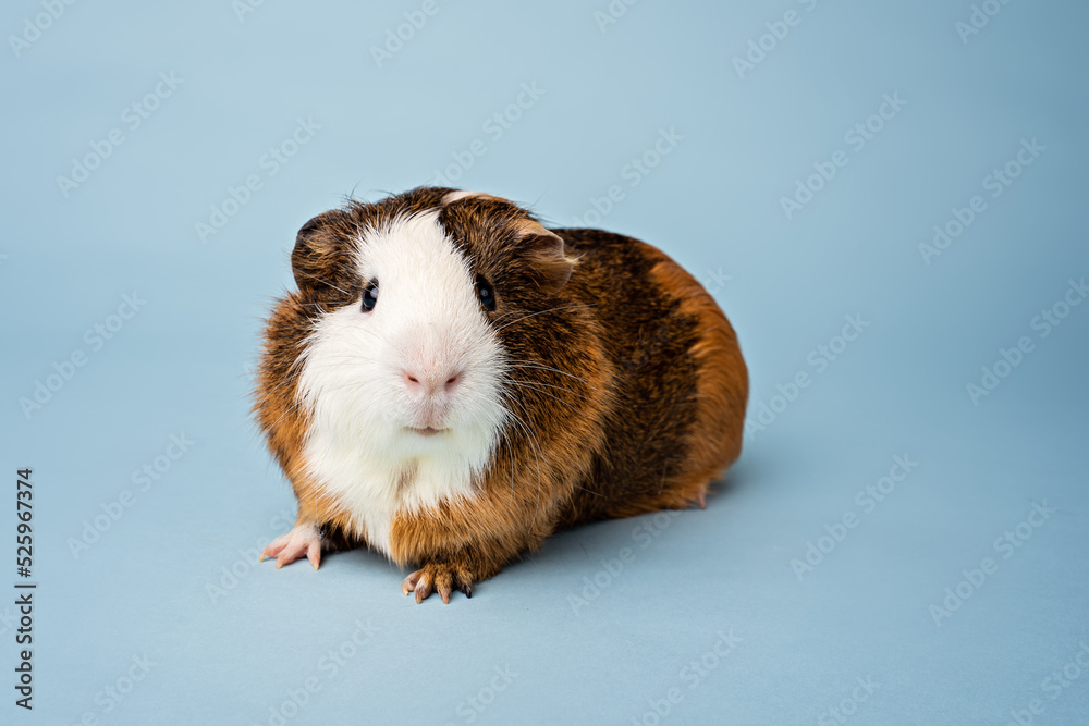 Studio portrait of guinea pig