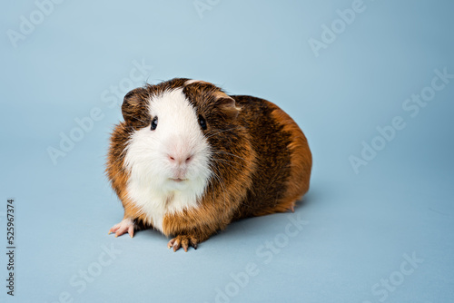 Studio portrait of guinea pig