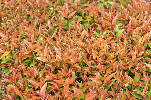 Syzygium australe or christina tree Medium-sized shrub, Young branches are octagonal, single leaves, opposite arrangement, lanceolate, apex tapered, base test, smooth edge, glossy red young leaves. photo