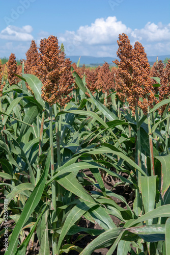 Agricultural field of Sorghum. Sorghum bicolor in the summer.