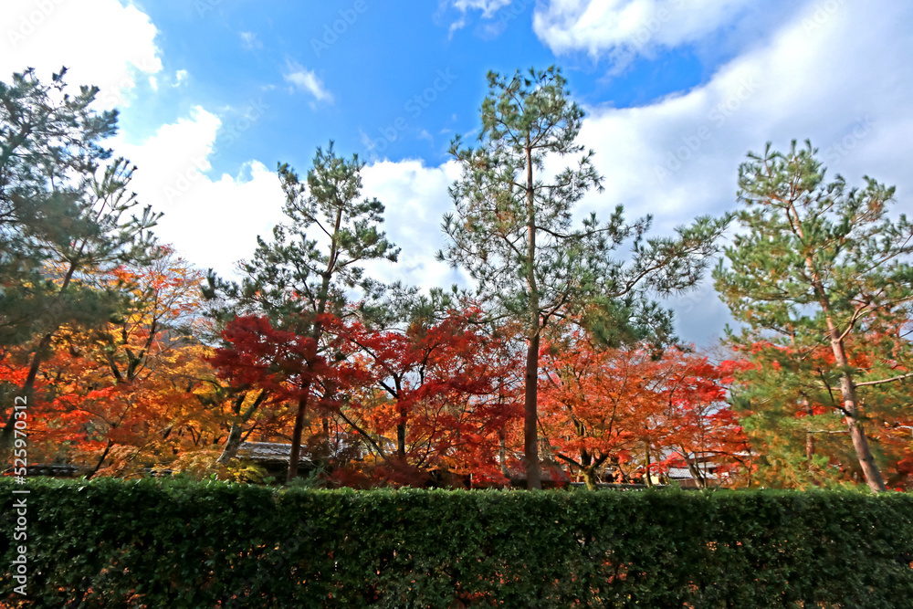 Detail of the autumn season leaf change in Japan