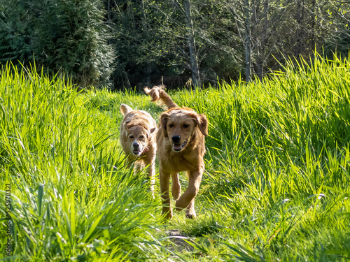 Two Golden Retrievers playing in tall grass in Washington State.  photo