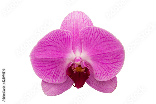 Beautiful purple orchid  phalaenopsis  in the garden