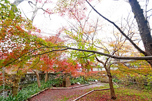 The autumn season leaf change in Japan