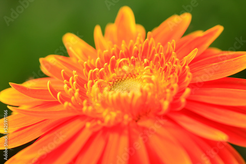 African chrysanthemum