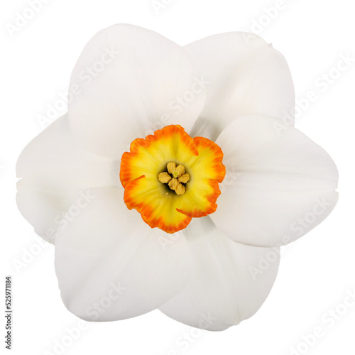 Single flower of the yellow  red and white  small-cup daffodil cultivar Excitement