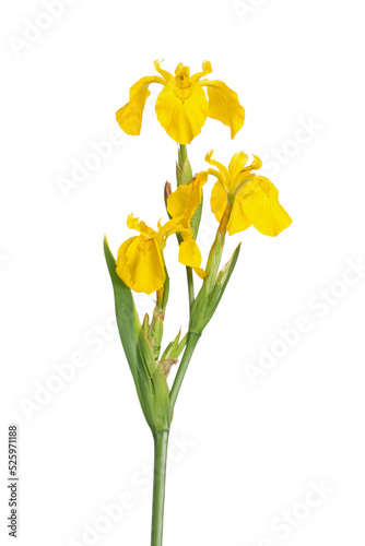Fototapeta Naklejka Na Ścianę i Meble -  Stem with three flowers of the fleur de lis, European yellow flag Iris pseodacorus