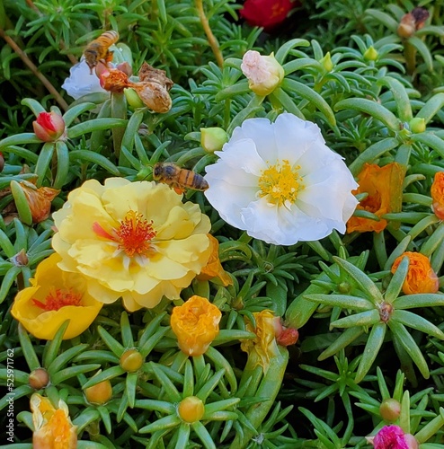 Fototapeta Naklejka Na Ścianę i Meble -  yellow and red flowers