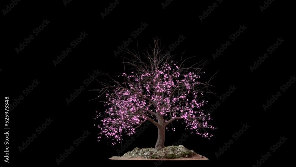 Growing cherry tree blossoms on transparent alpha channel backgrounds .
