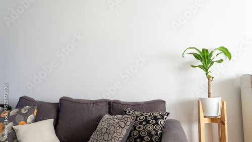 decorative  dracaena fragrans massangeana plant in a pot, placed next to a gray sofa in a living. Copy space in the white wall photo