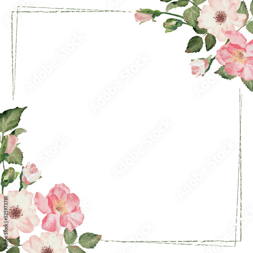 watercolor english rose with golden luxury square frame photo