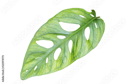 Monstera Adansonii leaf photo