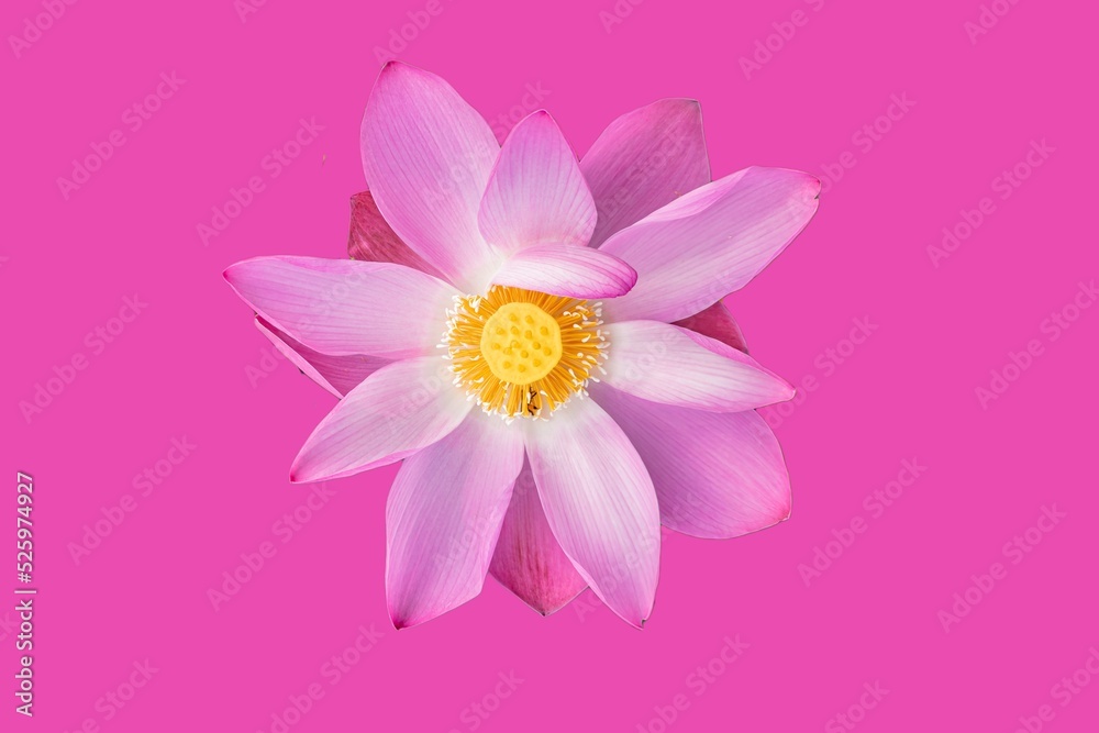 Fototapeta premium pink lotus flower on pink background
