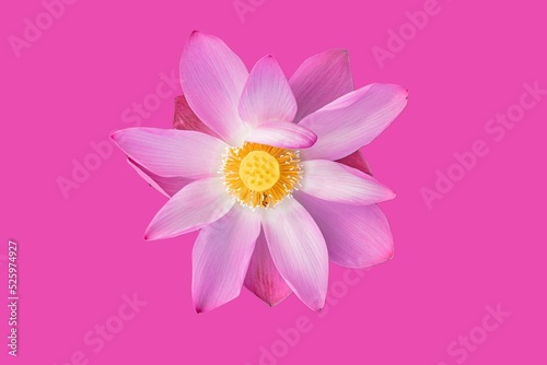 pink lotus flower on pink background