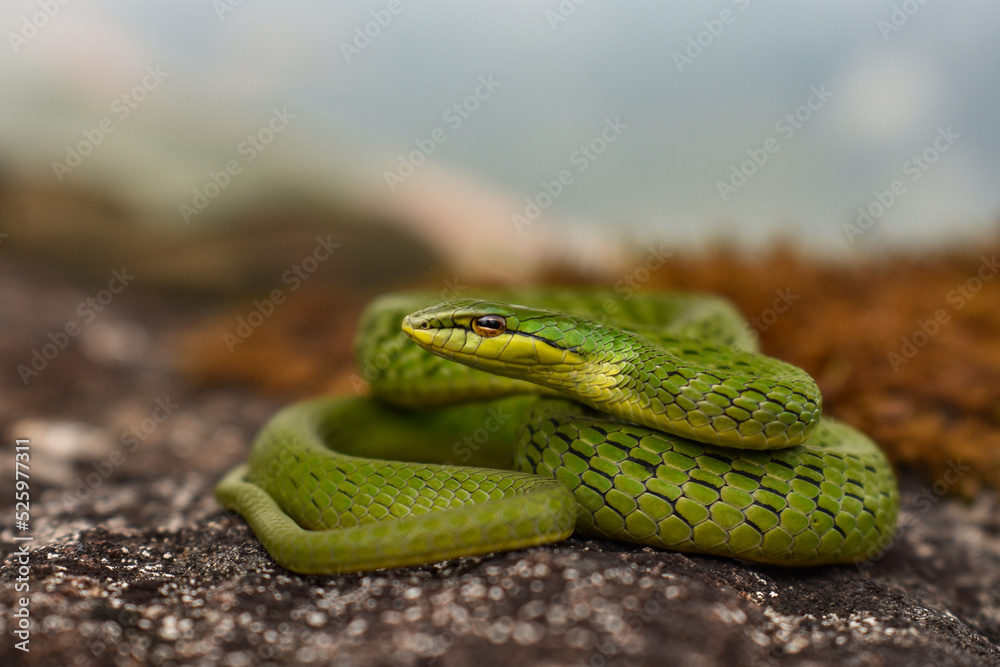 Fototapeta premium Broonze headed vine snake