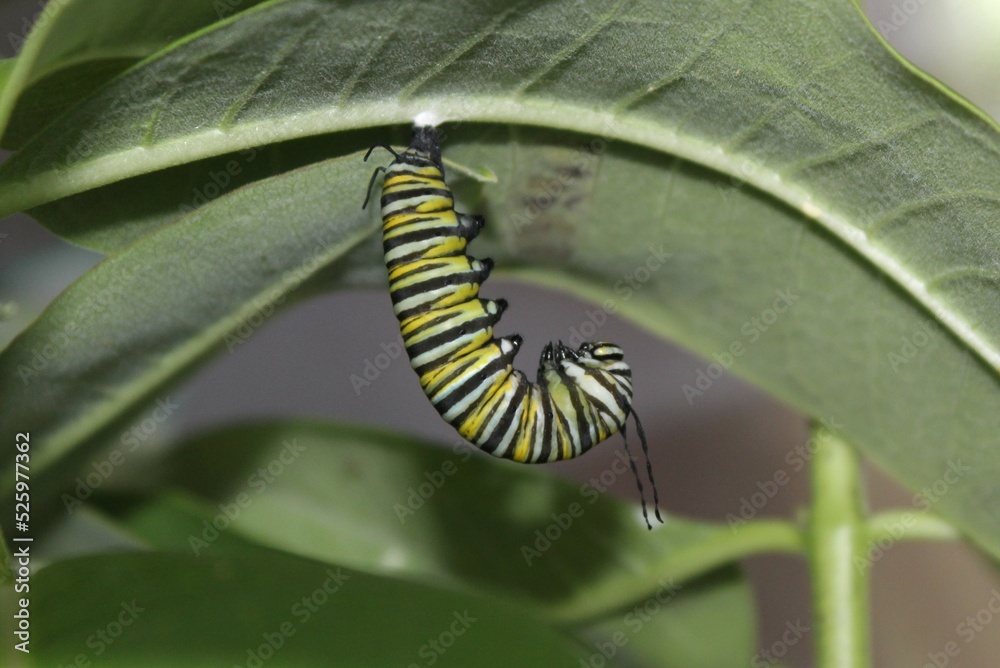 Monarch caterpillars, chrysalises, and butterflies