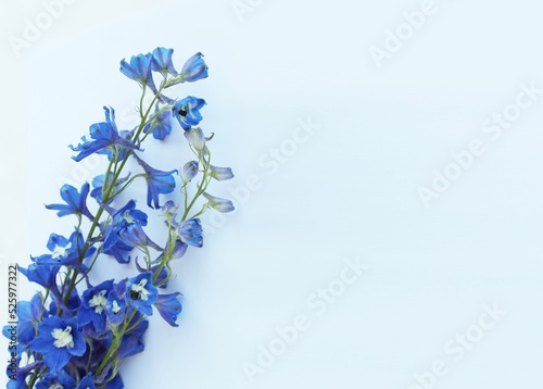 Billede på lærred Blue delphinium flowers on a white background