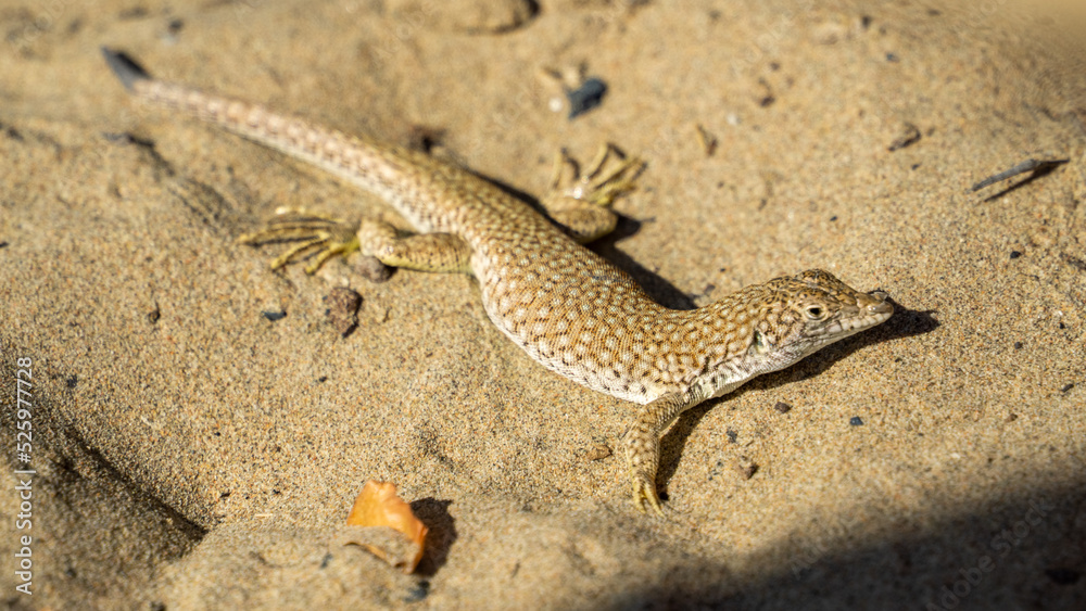 lizard on the sand. sand lizard. little dragon lizard on the sand. sand lizard. little dragon