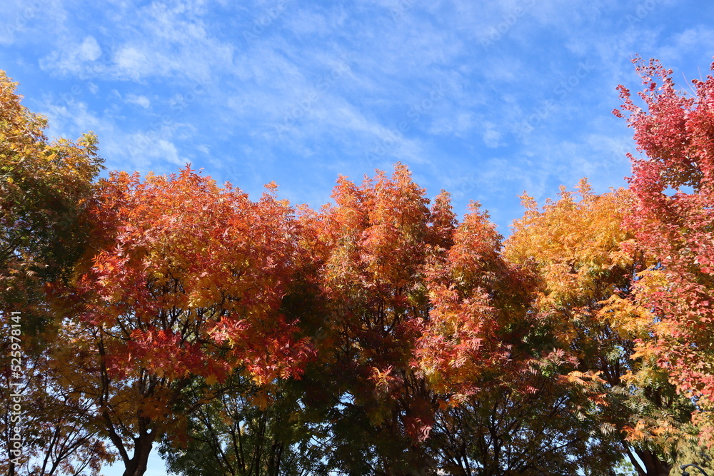 autumn trees in the park with blue sky and clouds