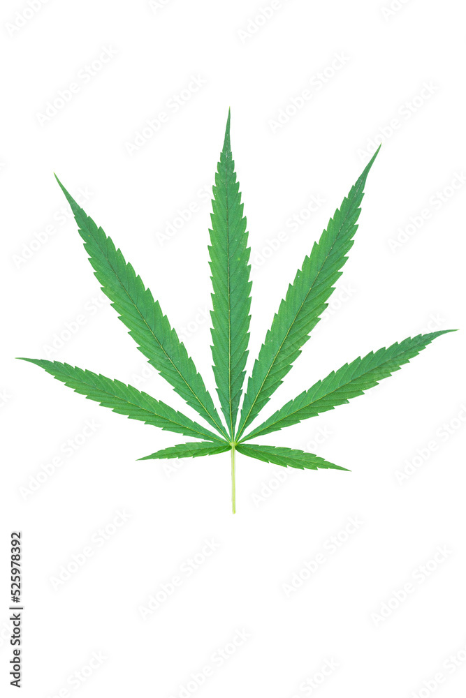 Cannabis leaf or marijuana Cannabis leaf or marijuana