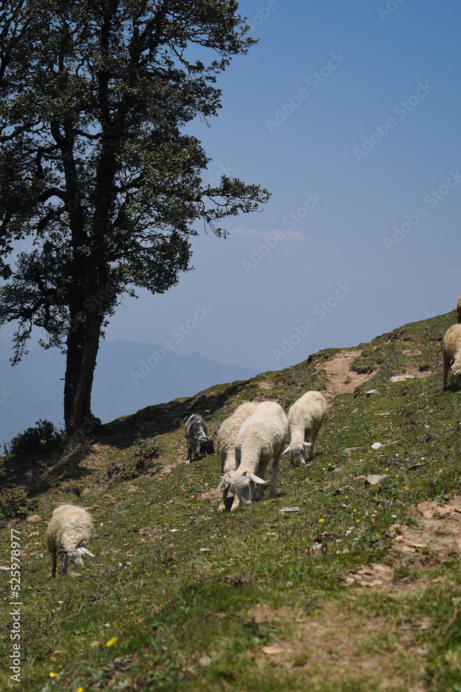 Fototapeta premium Flock grazing at high altitude hilly grassland area of himachal pradesh