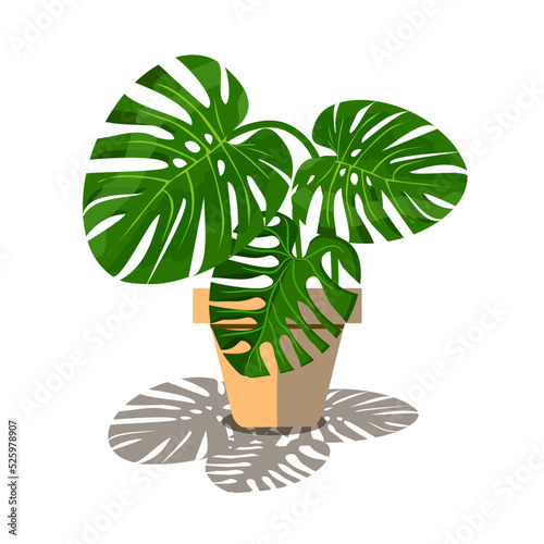 Tropical plants
