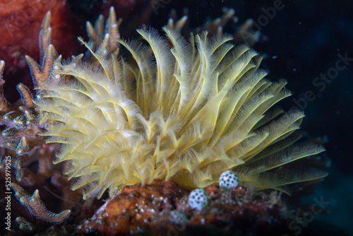 Yellow coral looks like feathers, close up