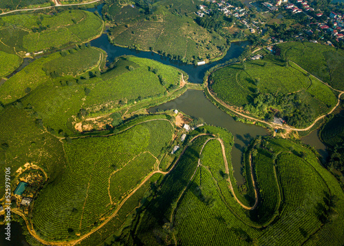 Aerial image of tea plantations in Phu Tho, Vietnam. 