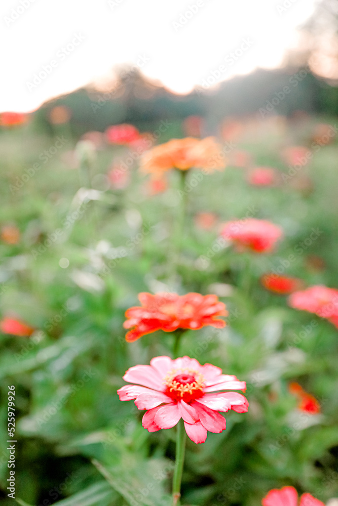 Summer in a Flower Field