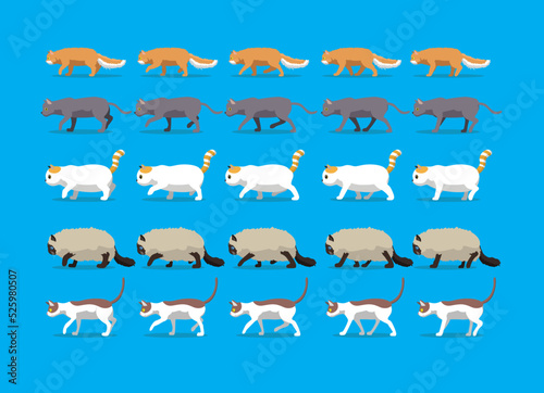 Animal Animation Sequence Cat Laperm Korat Exotic Shorthair Ragdoll Cornish Rex Cartoon Walking