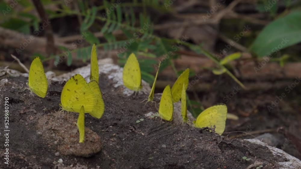 Eurema Hecabe - Common Grass Yellow Butterflies Sitting And Flying Eurema Hecabe - Common Grass Yellow Butterflies Sitting And Flying