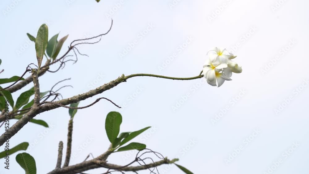 Plumeria Flowers In Full Bloom In Bali, Indonesia - wide shot Plumeria Flowers In Full Bloom In Bali, Indonesia - wide shot