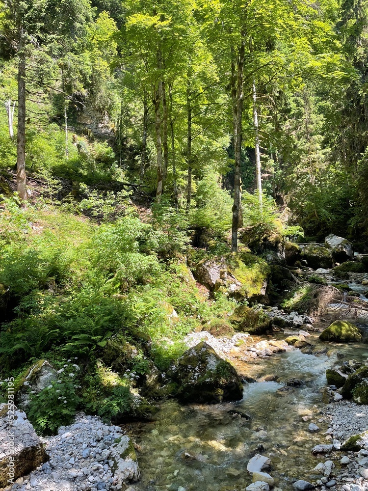 Fototapeta premium stream in the forest