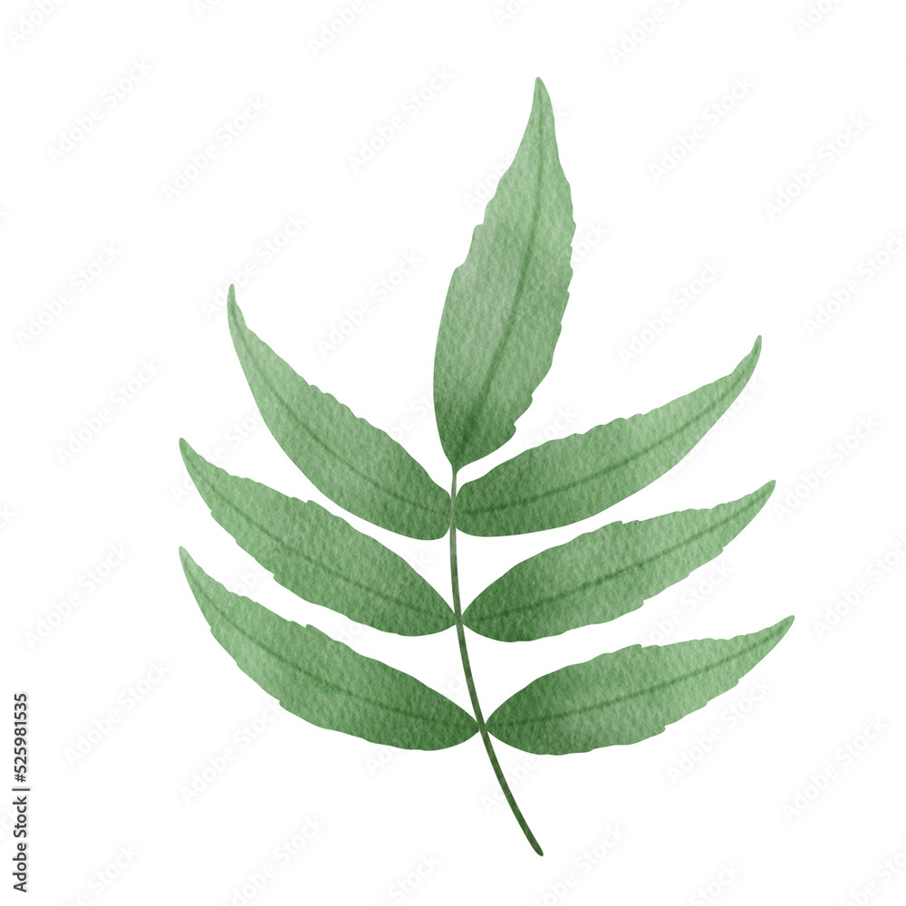 Fototapeta premium PNG. Watercolor fern leaves.