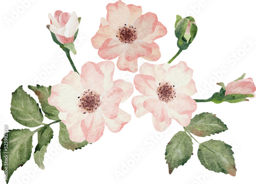 Fototapeta Naklejka Na Ścianę i Meble -  watercolor blooming rose branch flower bouquet