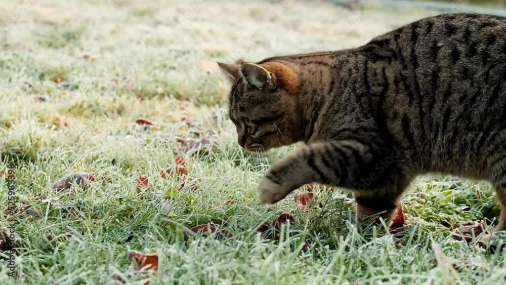 Striped cat in a frosty garden. Cat walking in the garden.The cat walks on the grass in frost. 4k footage