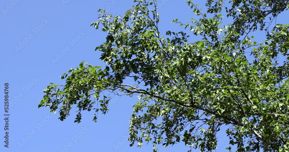 green birch foliage in sunny windy weather, green foliage on branches illuminated by the summer sun green birch foliage in sunny windy weather, green foliage on branches illuminated by the summer sun