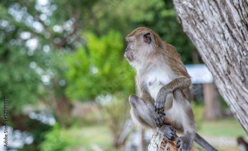 Natural monkey sitting under green tree with bokeh background.