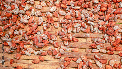 Dried group of cocoa seed on bamboo table.