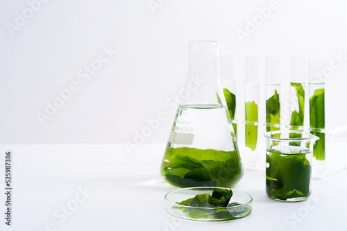 concept of science research biology with seaweed or kelp in the laboratory on white background