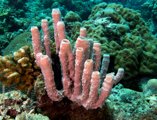 Kallypilidion sp also known as Tube sponges Boracay Island Philippines photo
