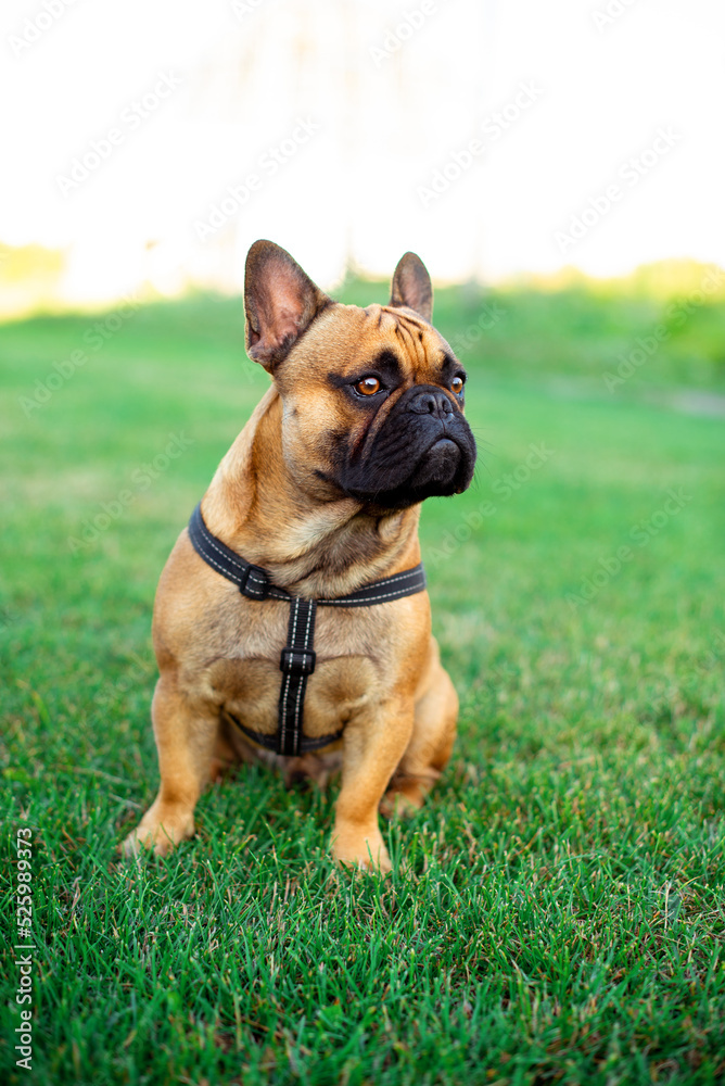 The dog is a French bulldog. The dog sits on a background of blurred green grass. Yellow French bulldog with a black muzzle. The photo is blurred.