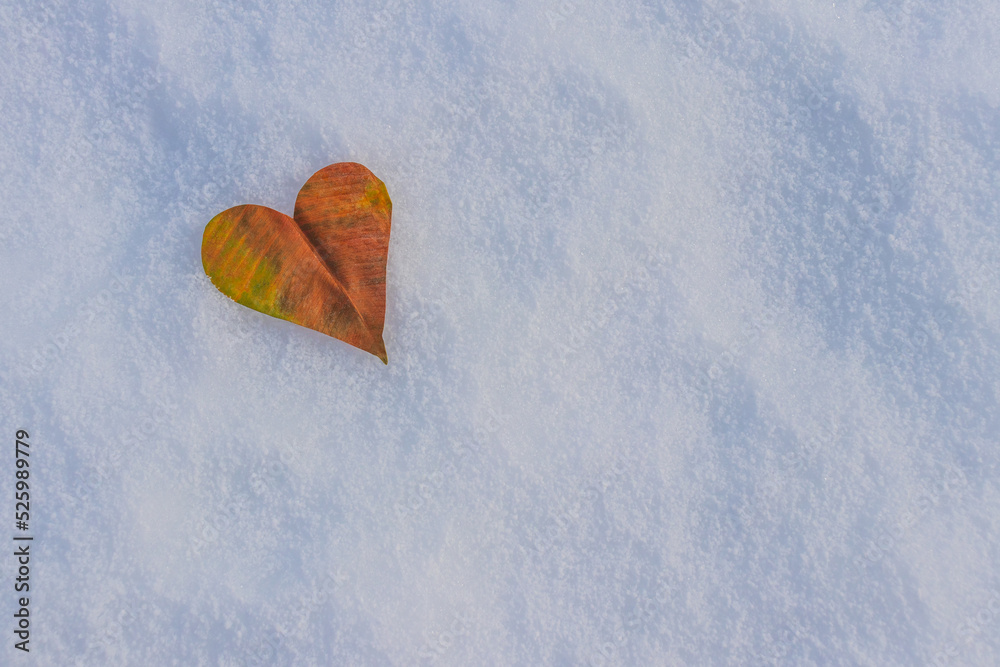 Fototapeta premium a dry leaf in the shape of a heart in the snow