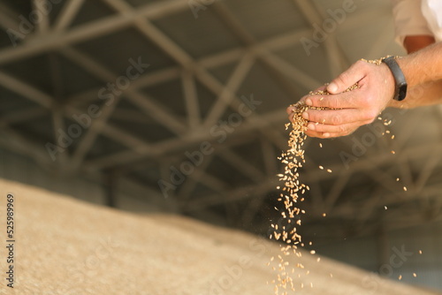 Man holding grains of wheat