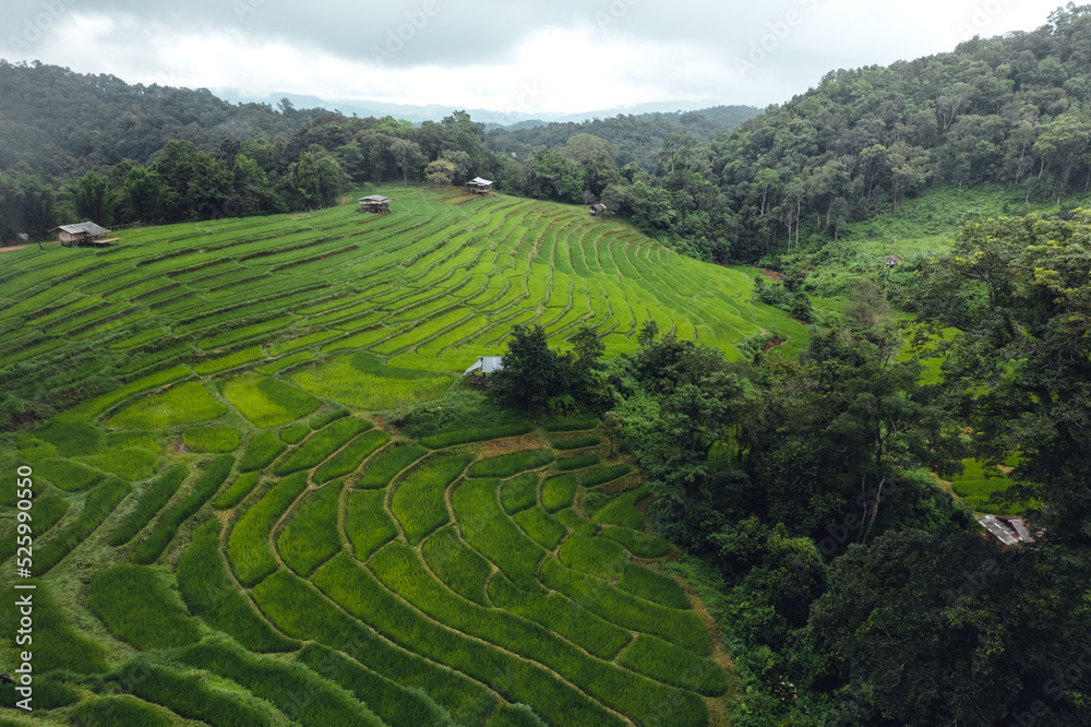 Green Rice field on terraced and farm hut Green Rice field on terraced and farm hut