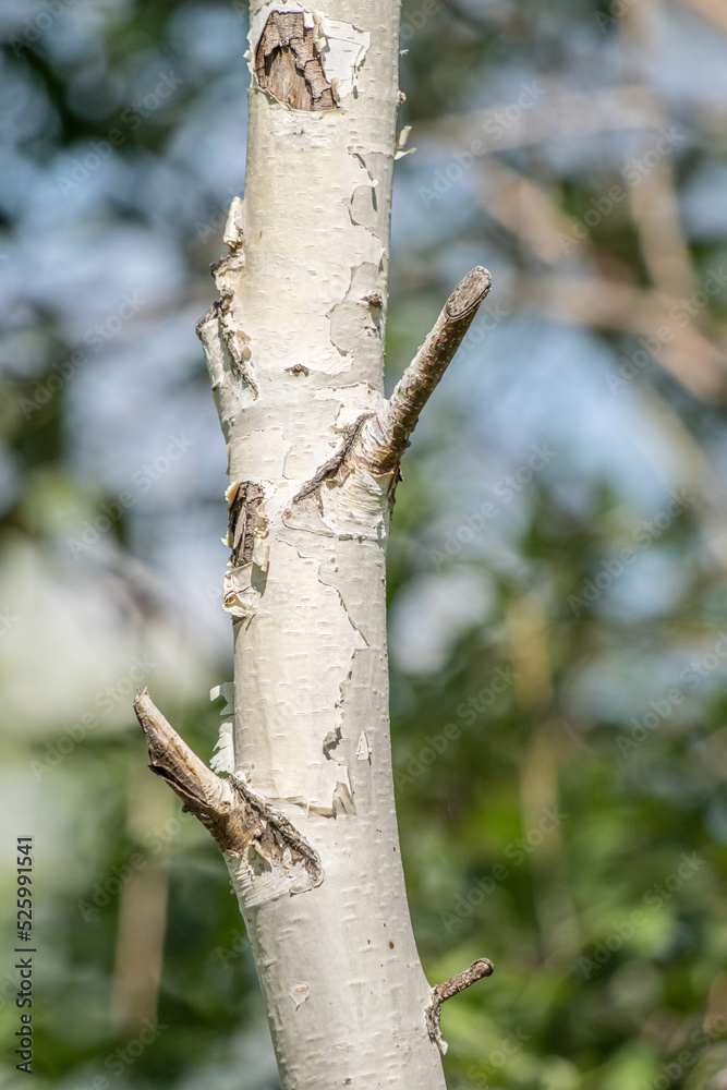 White birch trunk in nature in summer. White birch trunk in nature in summer.