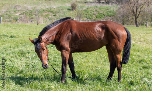 The horse is bay red-brown with black legs, mane and tail.