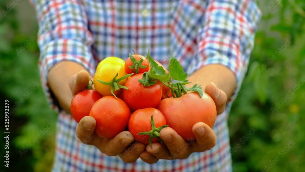 Male farmer harvests tomatoes in the garden. Selective focus. Male farmer harvests tomatoes in the garden. Selective focus.